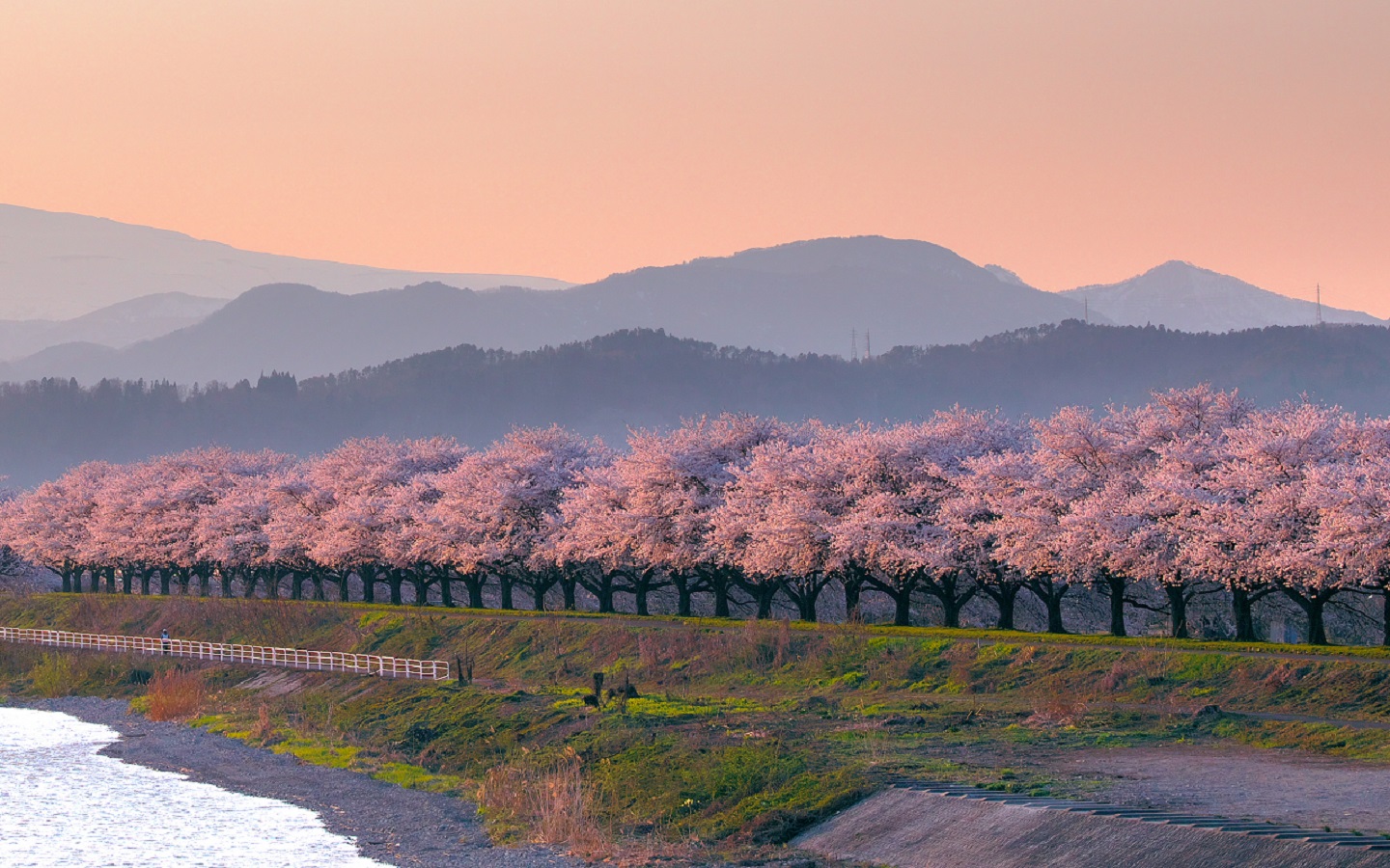 河北町桜堤