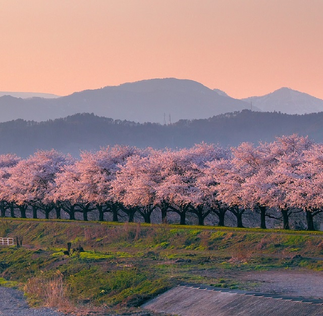 河北町桜堤