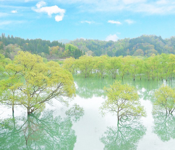 白川湖の水没林