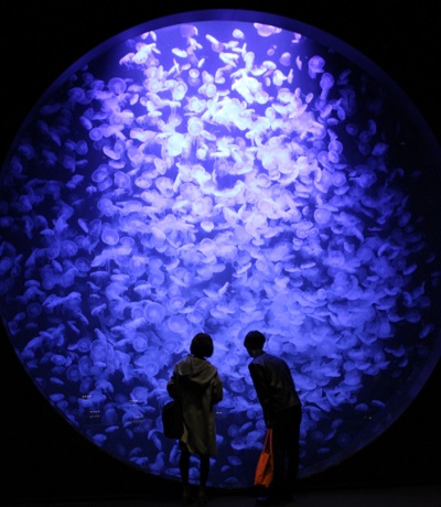KamoAquarium