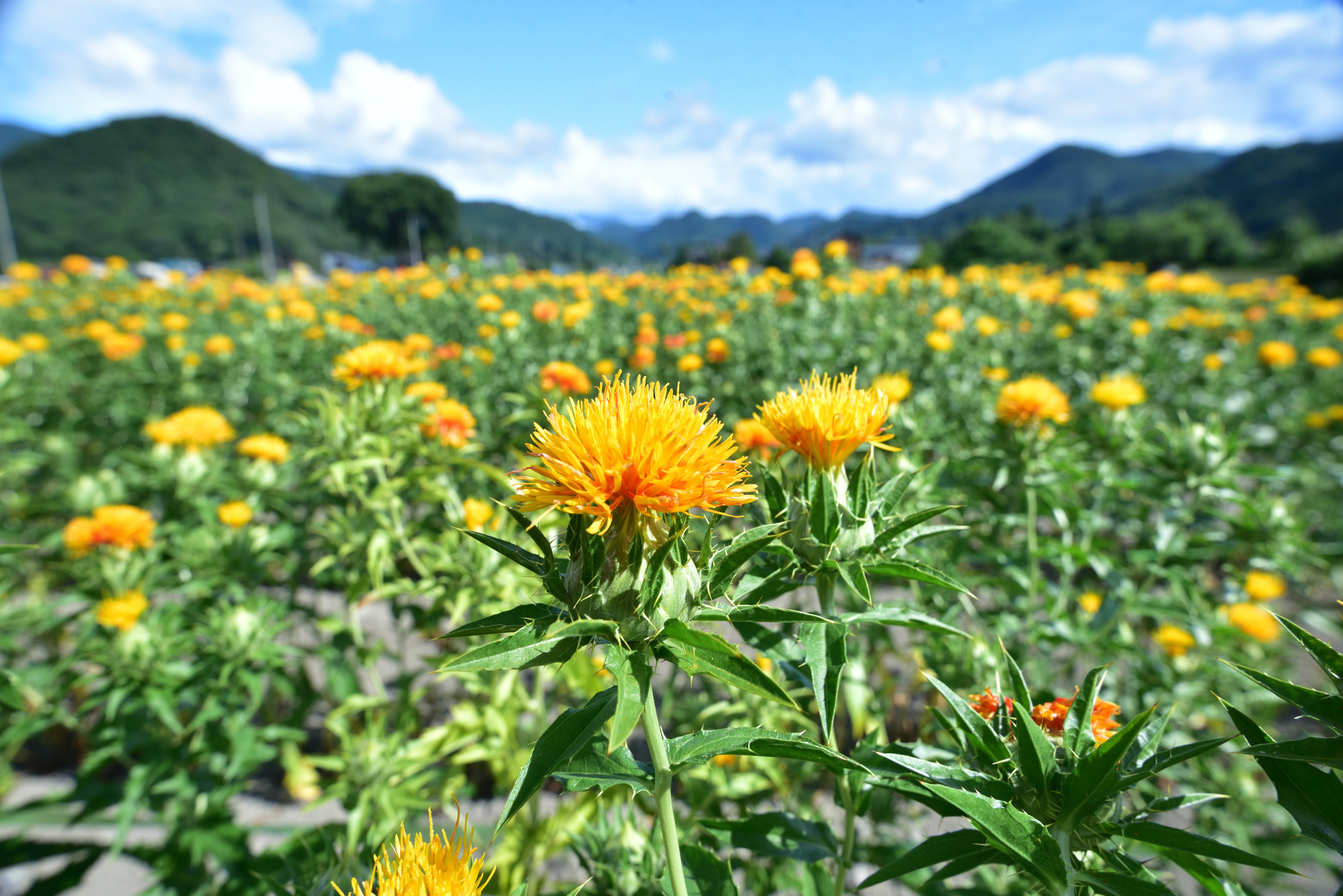 山形市高瀬地区の紅花