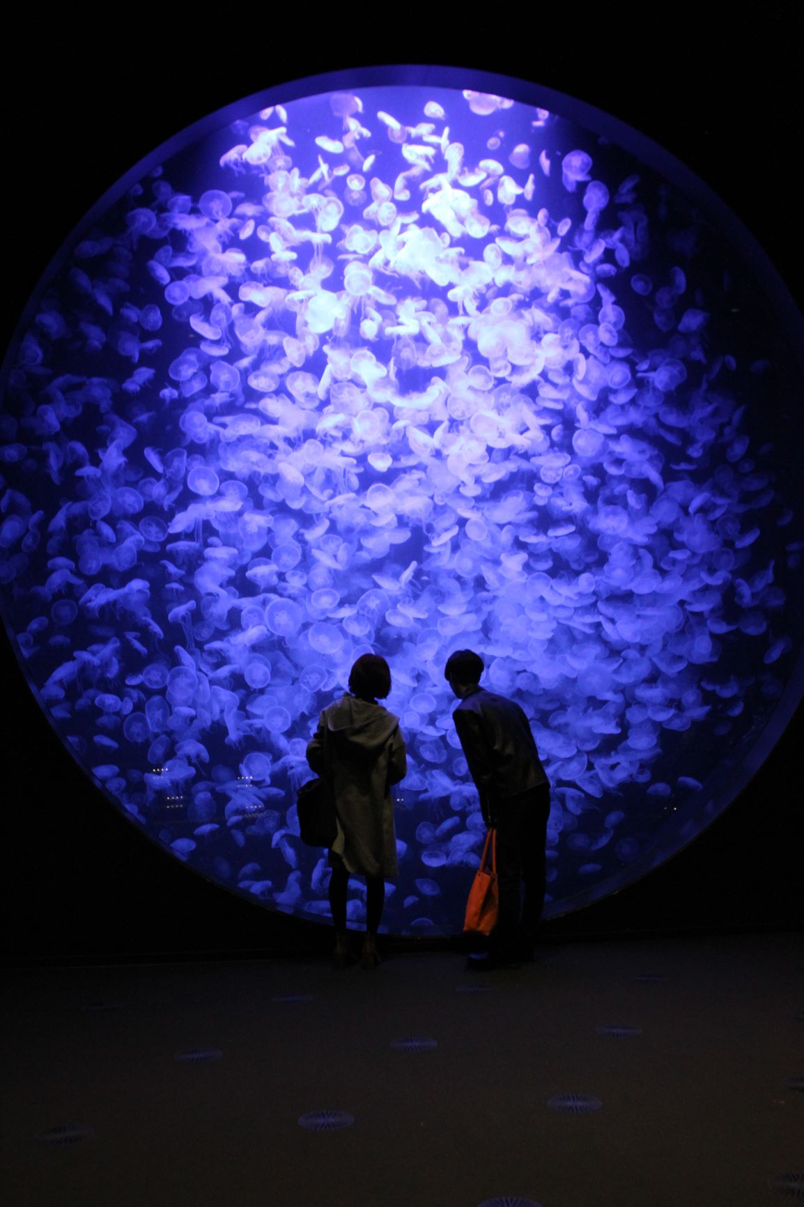 加茂水族館ドリームシアター