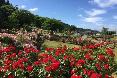 東沢バラ公園
