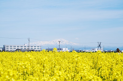 鳥海山遠景と菜の花