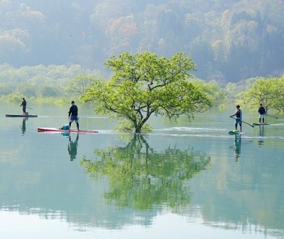 白川湖水没林