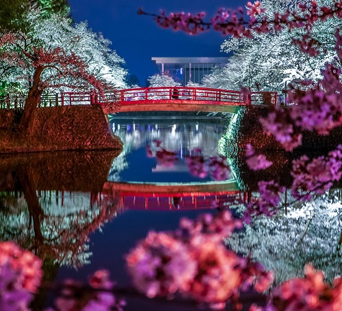上杉神社の夜桜