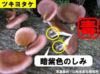 ツキヨタケの写真