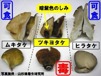 ムキタケ・ツキヨタケ・ヒラタケの写真