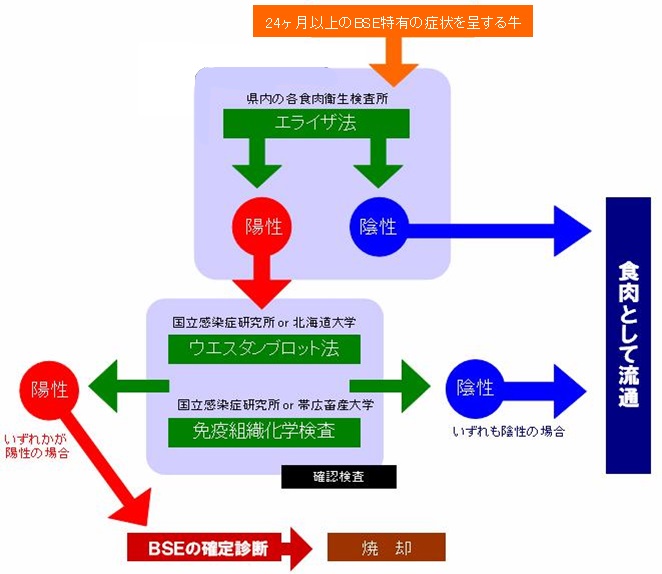 BSE検査画像