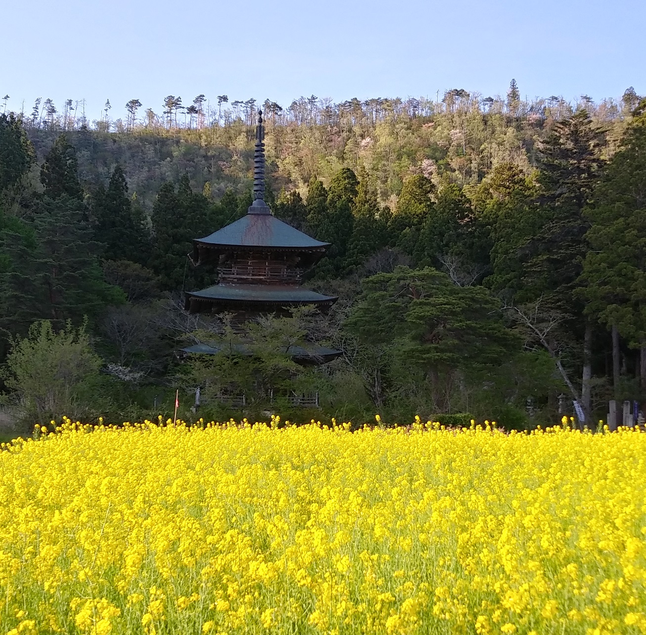 菜の花畑に佇む三重塔