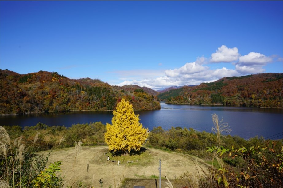受賞作品「横川ダムの大銀杏」