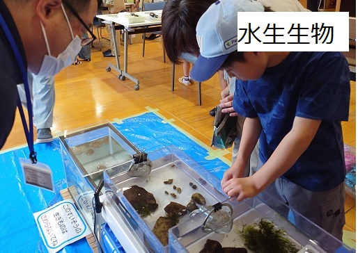 水生生物