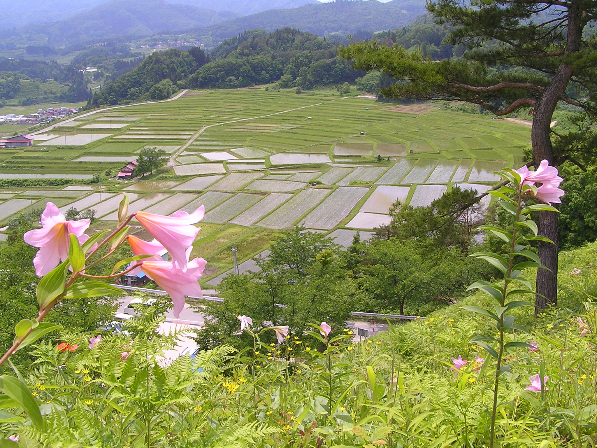 椹平の棚田写真