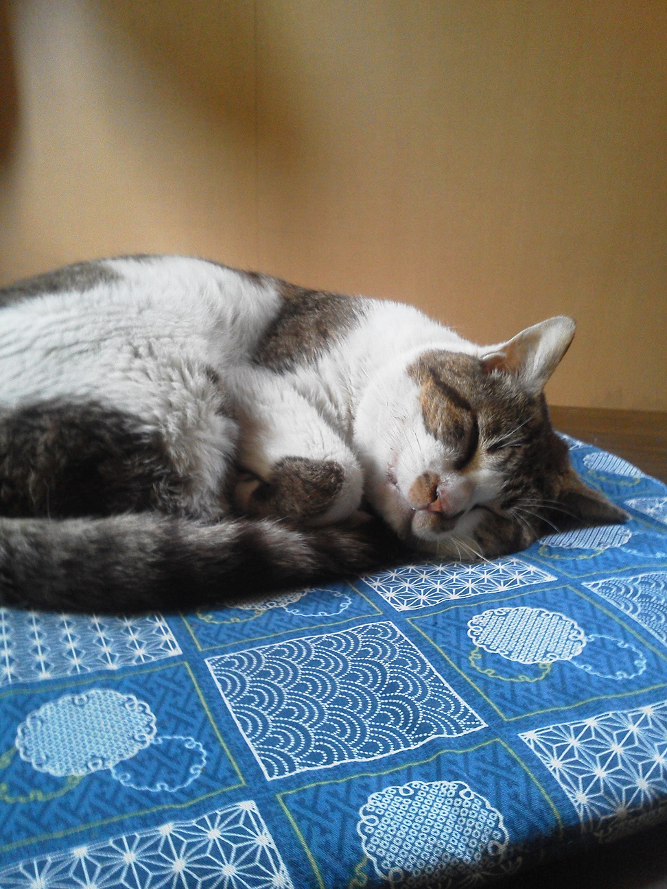 okuyama-cat