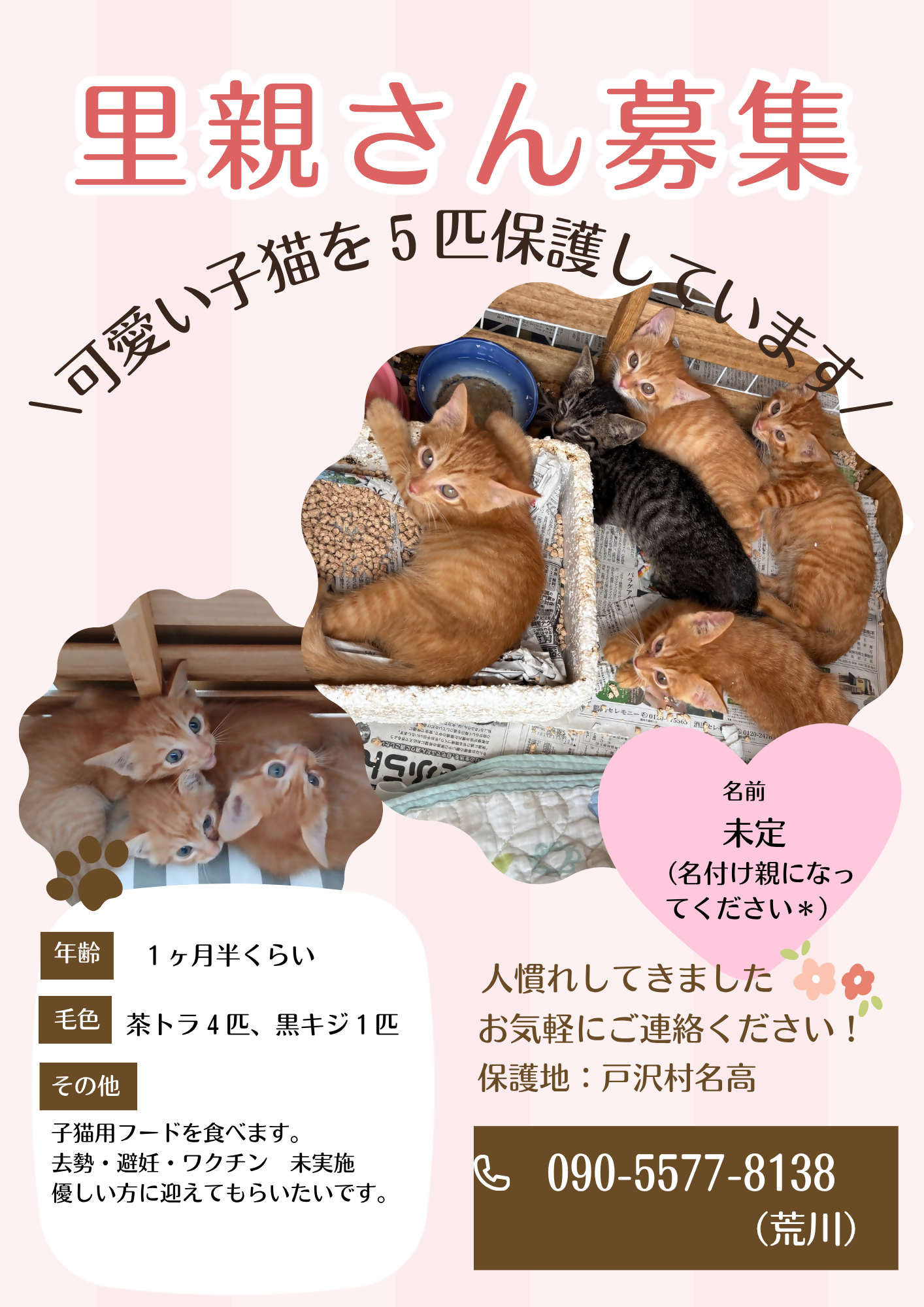 tozawa_neko