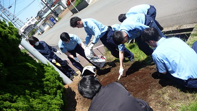 ひまわり1