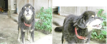 inu1