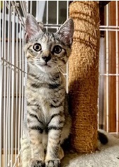 neko