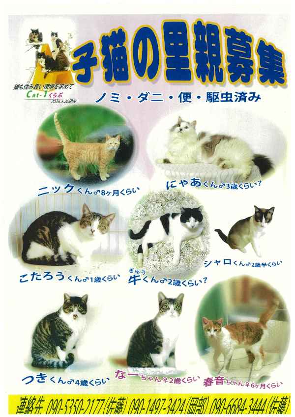 cat1-1