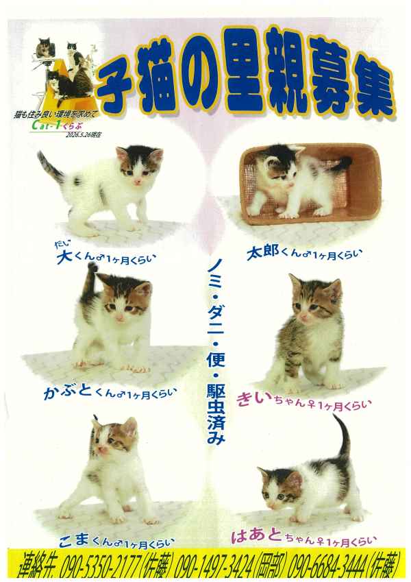 cat1-2