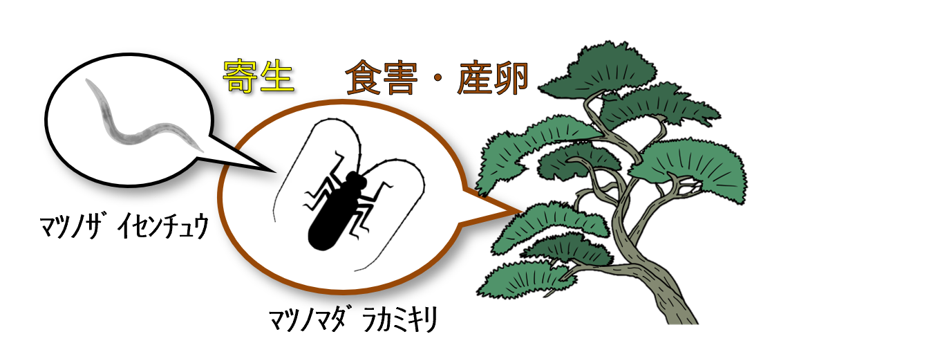 shikumi