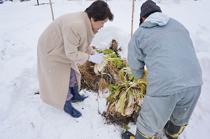 第14回ほのぼの訪問雪菜掘りだし