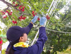 新規採用研修さくらんぼ作業