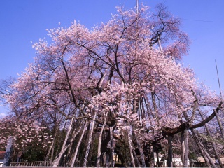 伊佐沢の久保桜（長井市）