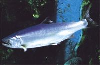 県の魚「サクラマス」
