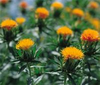 県の花「べにばな」