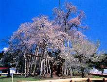 Kubozakura (Nagai City)